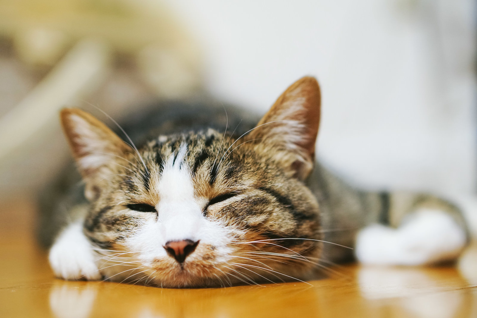 家猫　暮らす　イメージ画像