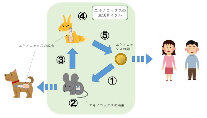 千葉キツネ−６